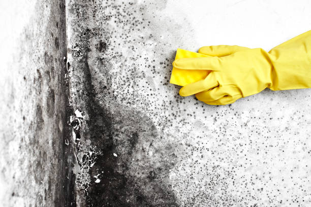 Best Mold Remediation for Healthcare Facilities  in Scaggsville, MD