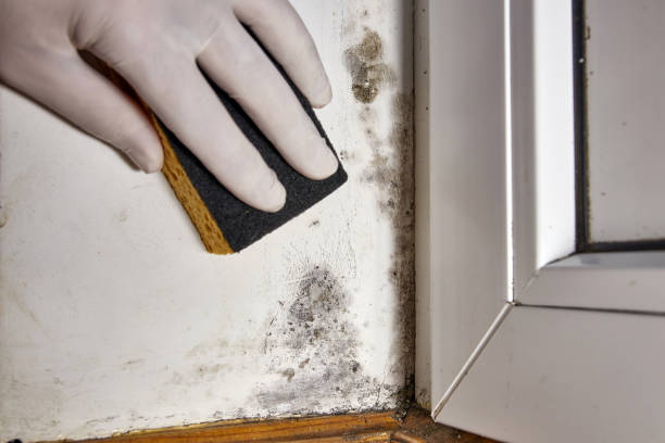 Professional Mold Removal in Scaggsville, MD